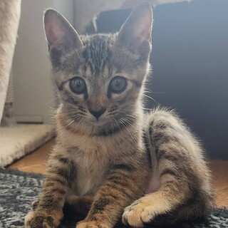 少しづつ人なれ中　サビキジのチャコ