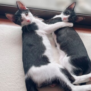 【8/4芝浦】素直で甘いシナモンロール兄妹