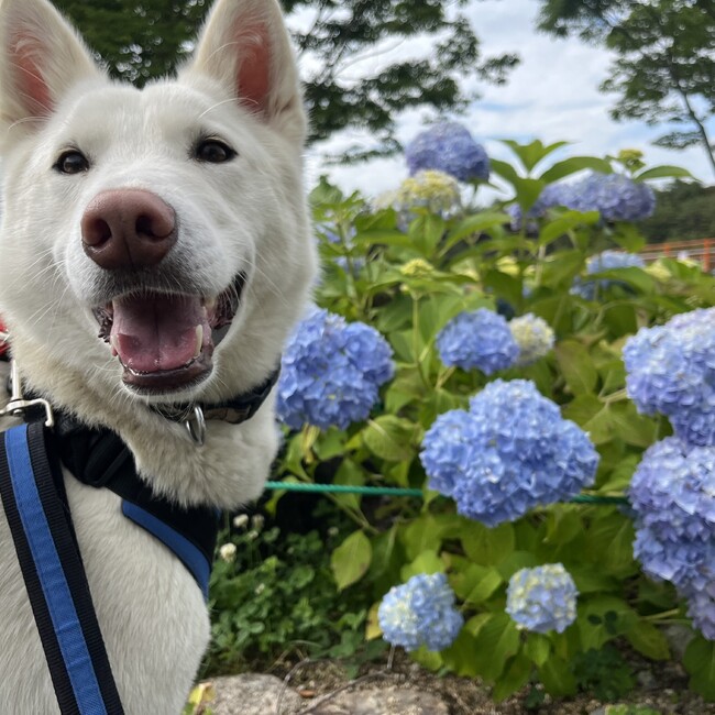 梛0821のカバー写真