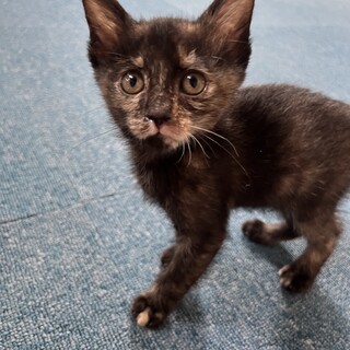 困り眉サビ女の子