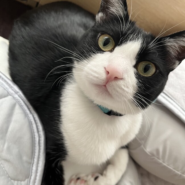 mimomiのカバー写真