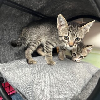 食欲旺盛キジくん