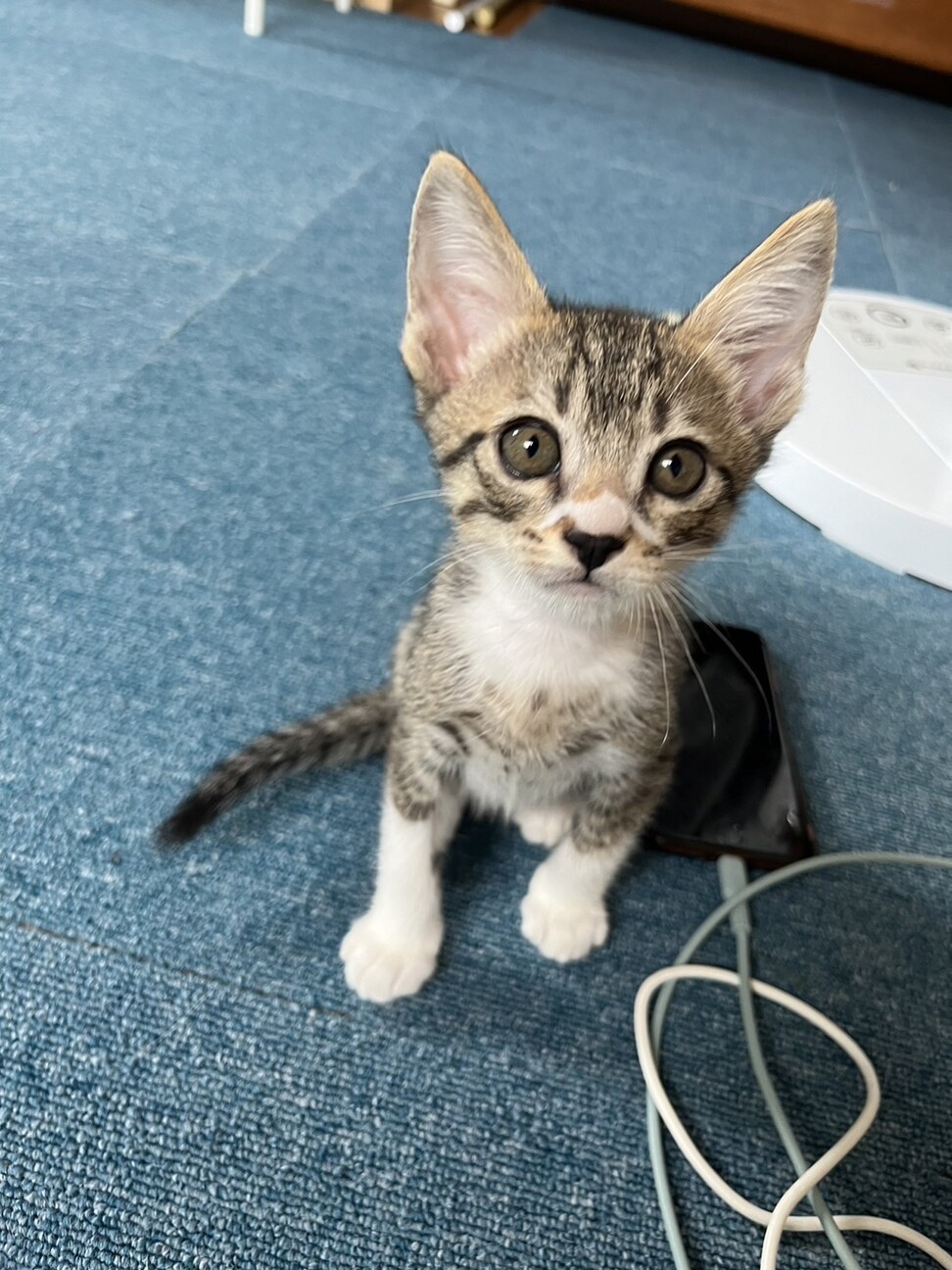 黒鼻のキジ白くん サムネイル2