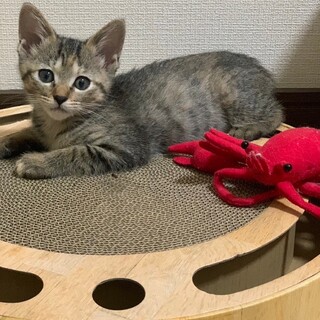 元気で優しい女の子♡アンちゃん