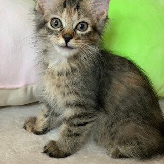 半長毛のかわいい♡トロワちゃん