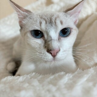 宝石の様なブルーの瞳♡ダリアちゃん