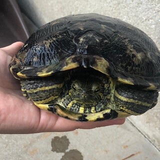 カメの里親募集してます！