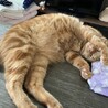 いつもの定位置(テーブル)で昼寝の図