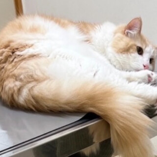 ノルウェージャンフォレストキャットオス４歳　茶白