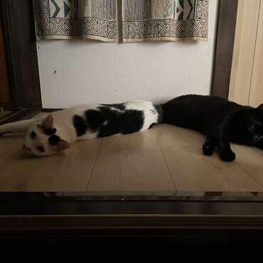 夏の猫たちと言えば、あっつい2階で普通に過ごす事。アンタらなぁ、この酷暑やで…気をつけなはれや！（※リビングは２４時間冷房ONです）