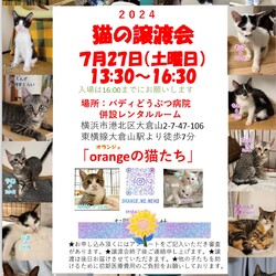 猫の譲渡会『orangeの猫たち』IN大倉山