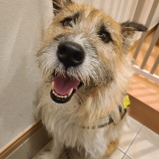 オンリーワンなテリアミックスのハリーくん