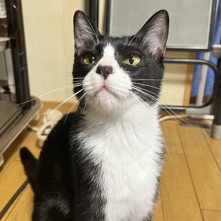 ハチワレタキシードのイケメンくん⭐︎