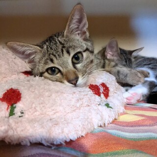 ちいさめ可憐なオハナちゃん♡