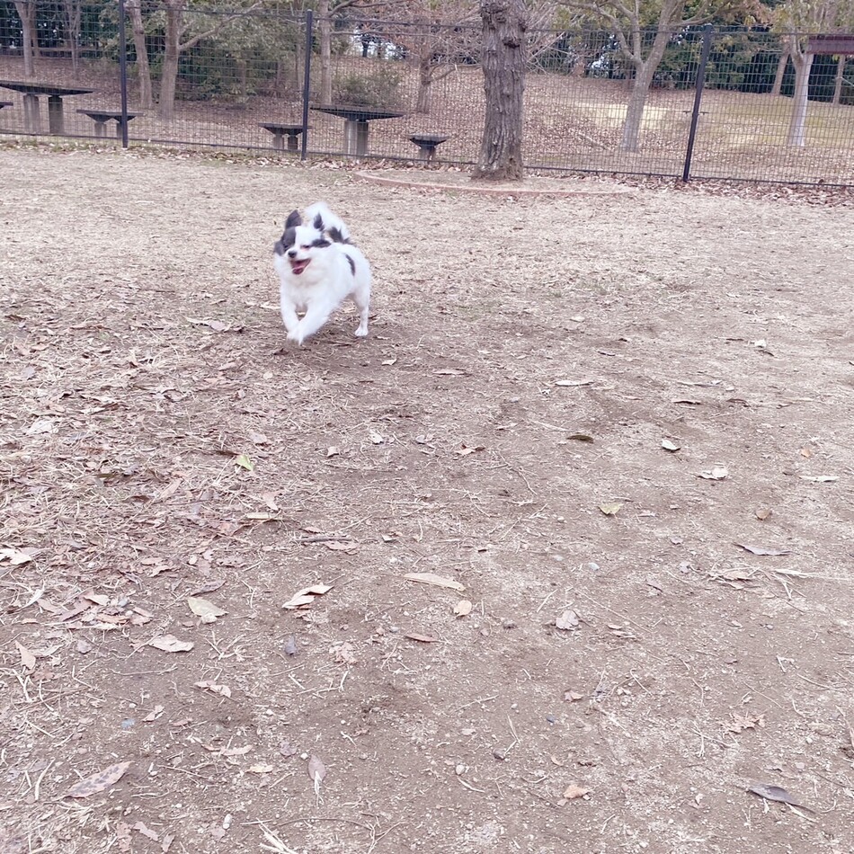 大和のカバー写真