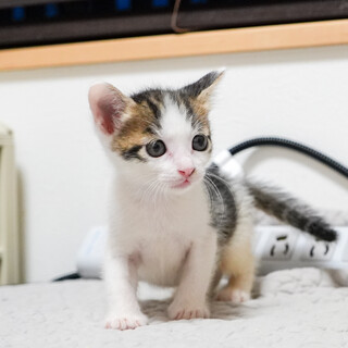 アメショ柄入り白キジ男の子(8/3京都譲渡会)