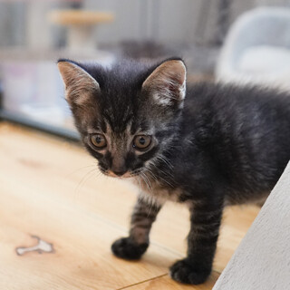 アメショ柄入り黒キジ男の子(8/3京都譲渡会)