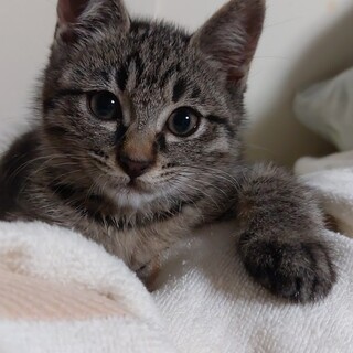 甘えん坊のキジトラちゃん。