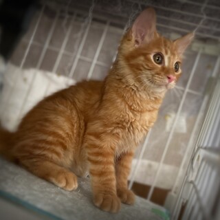 遊ぶの大好き茶トラ長毛３ヶ月男の子【ひよこ豆】