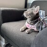 ほたて