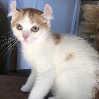 【8/3〜トライアル中】