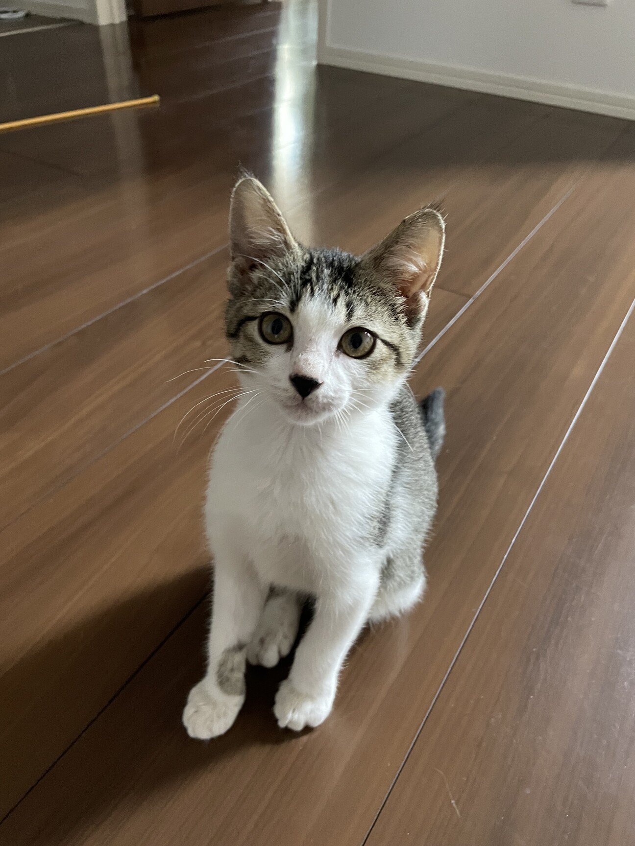 広島県福山市 里親募集」広島県 - 猫の里親募集(494962) 1枚目の画像