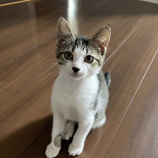 広島県福山市　里親募集