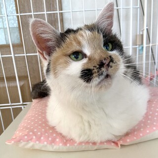 可愛くなりました