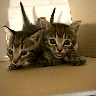 赤ちゃんです！