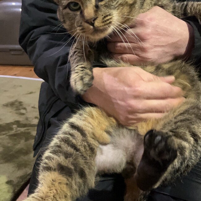 tacochaのカバー写真