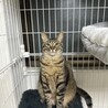 じゃこ
