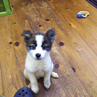 保健所救出犬！里親様緊急募集！！