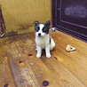保健所救出犬！里親様緊急募集！！ サムネイル2