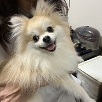 シャーベット