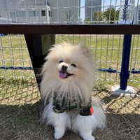 こんぶ