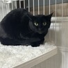 てんむす
