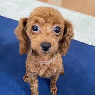 生後約6ヶ月♪あどけない仕草が可愛い過ぎ♡