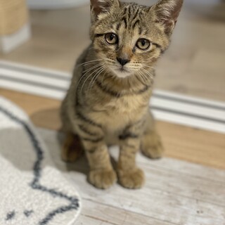 『一時募集停止中』人も猫も好きな３か月の男の子