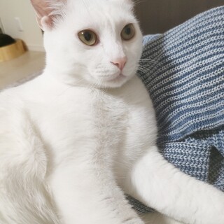 なれなれ洋猫ミックス真っ白なセイント君♡小平市