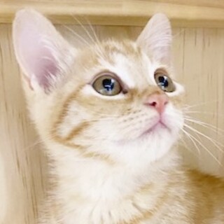 静かで穏やかな茶トラの女の子