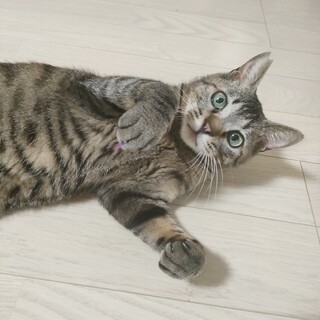 超なれなれ愛くるしいチョコ君