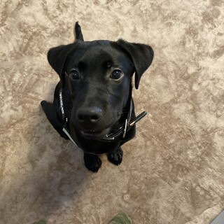 ラブラドール レトリバー黒
