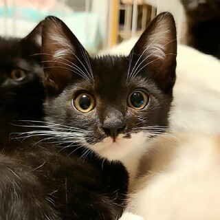 愛くるしい表情のマスクくん