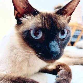 シャムミックスの母猫さん