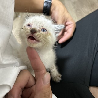 美人ブルーアイ猫ちゃん