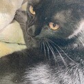 もうすぐ1歳になる黒猫
