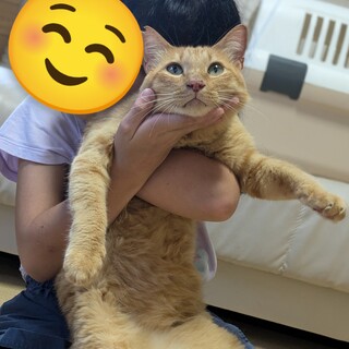 山奥に遺棄されたトラ君