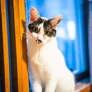 人間大好き甘えん坊の母「サマー」