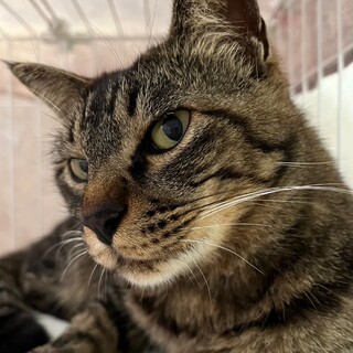 スリスリゴロゴロ甘えん坊の「あまたつ」