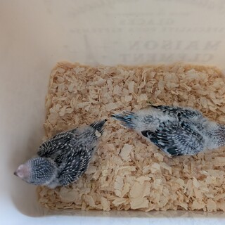 セキセイインコの雛